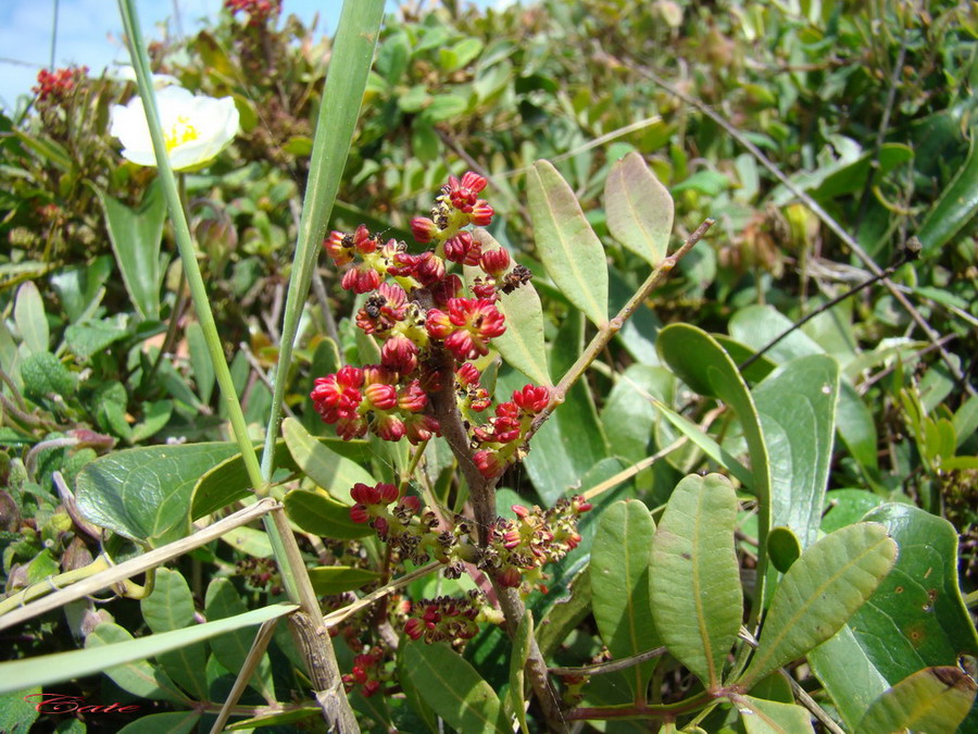 Pistacia lentiscus / Lentisco